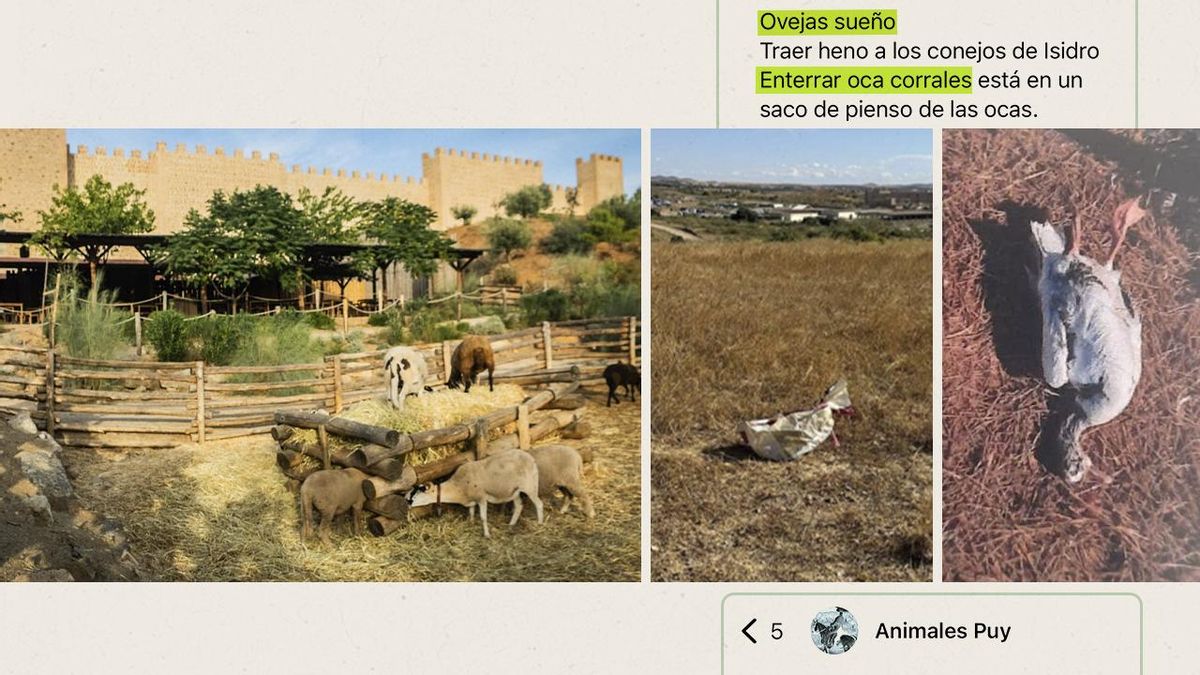 Captura de conversaciones e imagen de una oca muerta en el WhatsApp de Puy du Fou