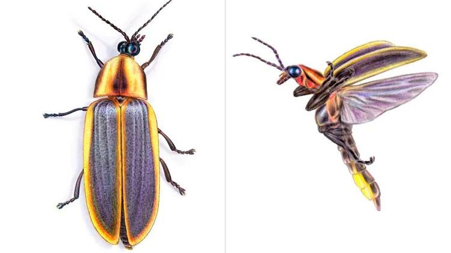 La especie de luciérnaga que ha sido redescubierta después de que la ciencia la diera por perdida durante más de 40 años