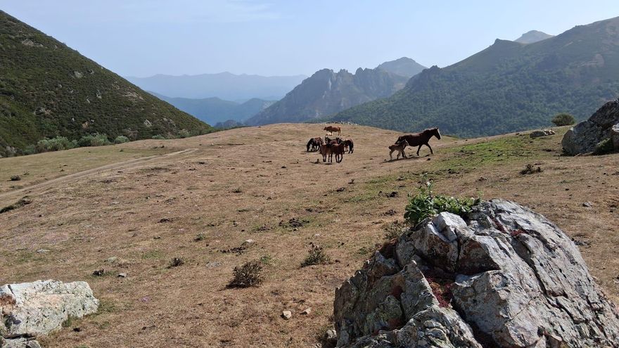 Caballos y vacas en los pardos secos.