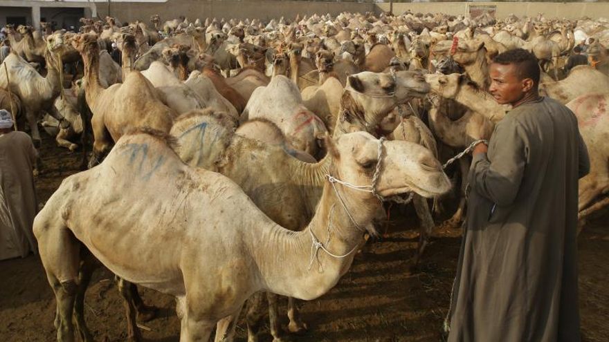 No hay derechos para los camellos del principal mercado de Egipto