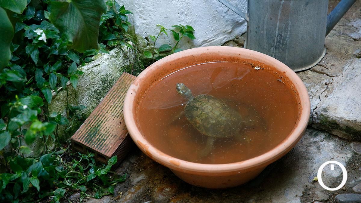 Patio Parras 6 - 2022