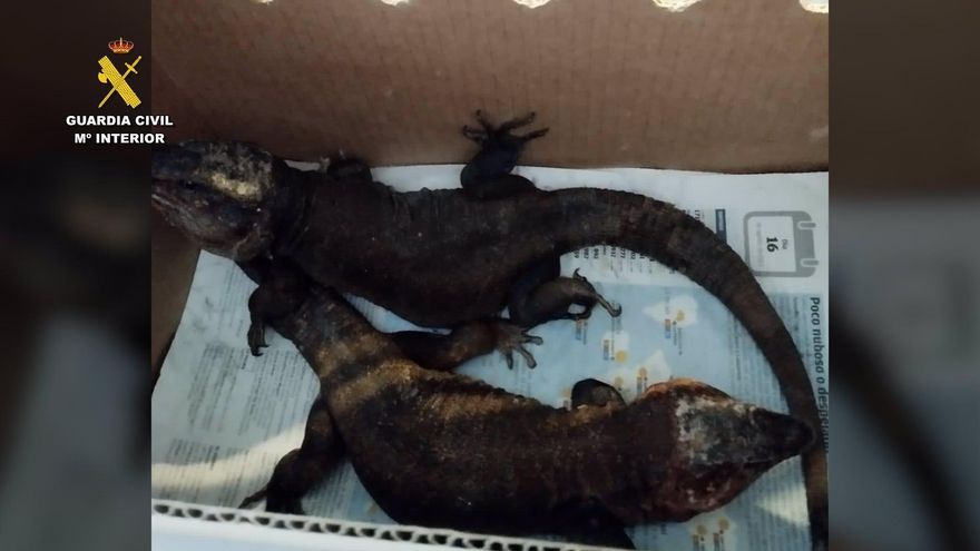 La Guardia Civil descubre tres lagartos gigantes de Gran Canaria en el coche de un hombre que viajó en barco a Tenerife