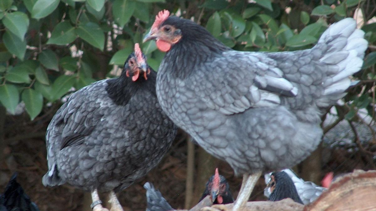 El sistema productivo condiciona la supervivencia de las razas