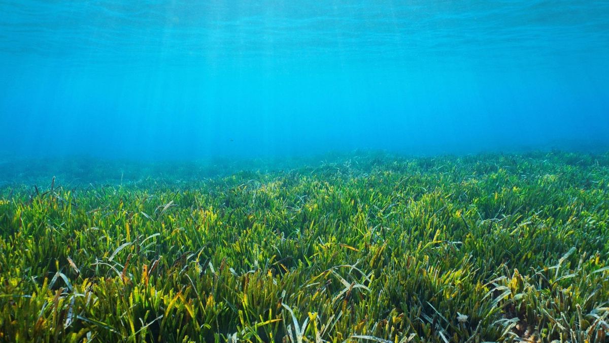 Els fondejos il·legals sobre posidònia es dupliquen a Eivissa, creixen a Formentera i baixen a Mallorca i Menorca