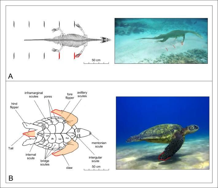 Modelo esquelético del notosaurio del Triásico, Lariosaurus, visto desde arriba, remando y dejando huellas con sus palas delanteras (resaltadas en rojo). B) Vista ventral anatómica de una tortuga marina genérica con las partes del cuerpo resaltadas en color