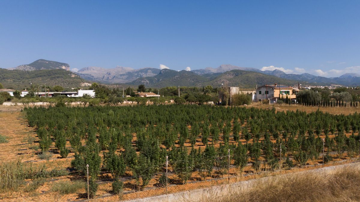 Una de las plantaciones de la cooperativa en Mallorca.