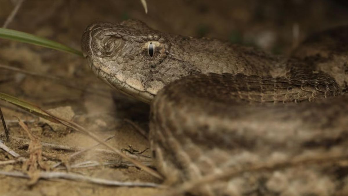 Las serpientes más veloces del planeta revelan su técnica letal gracias a las cámaras de alta velocidad: nadie podría escapar a su mordisco venososo
