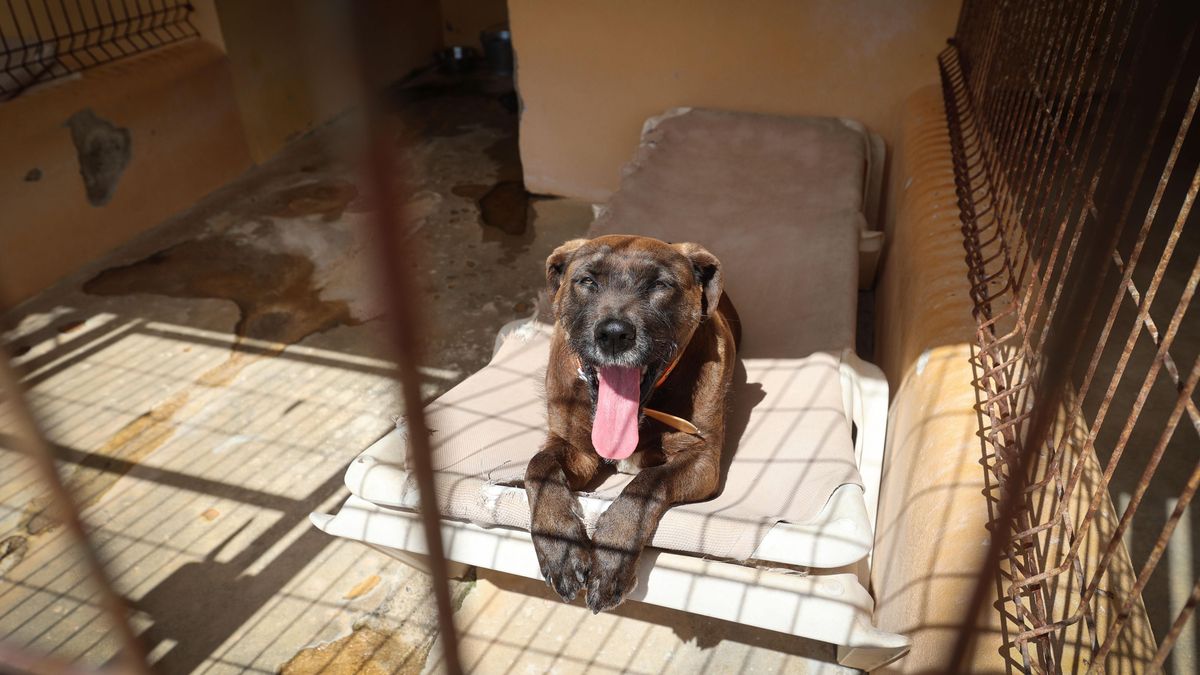 Uno de los perros del centro de protección de Eivissa y que espera adopción.