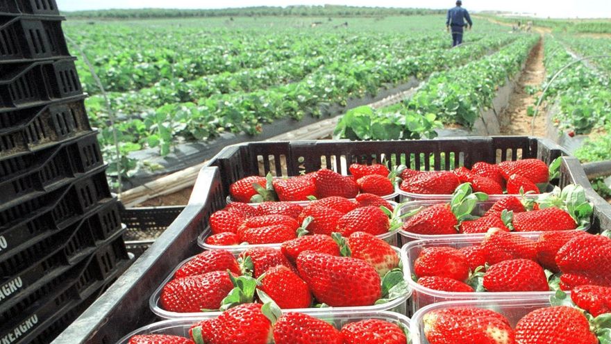 Unos 250 hondureños viajarán a España a trabajar en la recolección de fresas