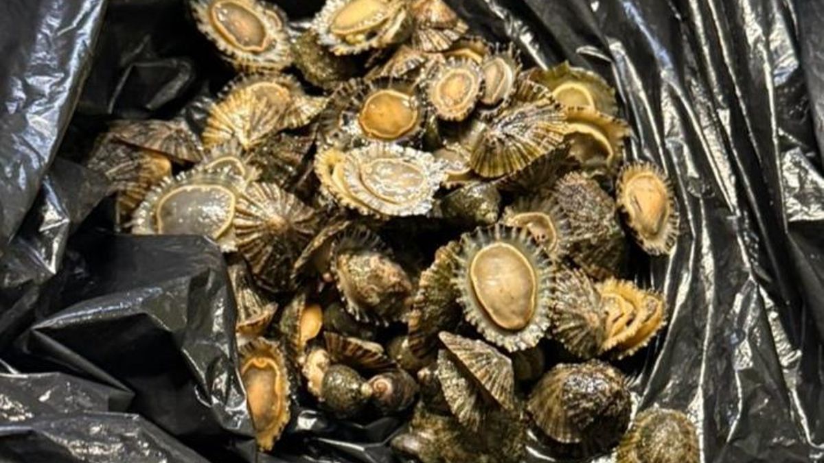 La Guardia Civil de Asturias sorprende a dos furtivos cuando practicaban marisqueo ilegal en Ribadesella