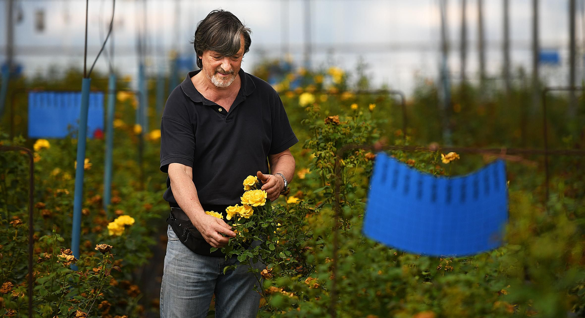 Joaquim Pons, propietario de Flors Pons, muestra una de las pocas rosas que quedan en uno de sus campos después de la última cosecha de mayo y junio