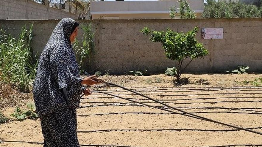 Rasha Abu cultiva su parcela de tierra en Gaza.
