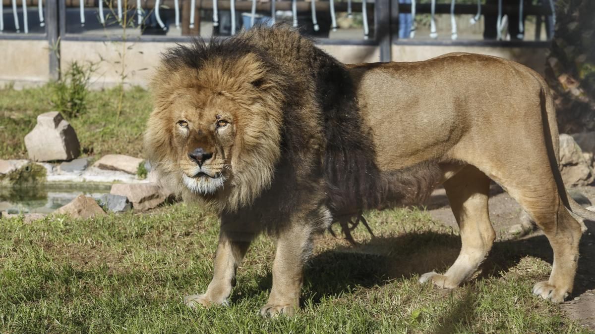 El león y la leona, Zazu y Aissa llegan al Zoo de Córdoba