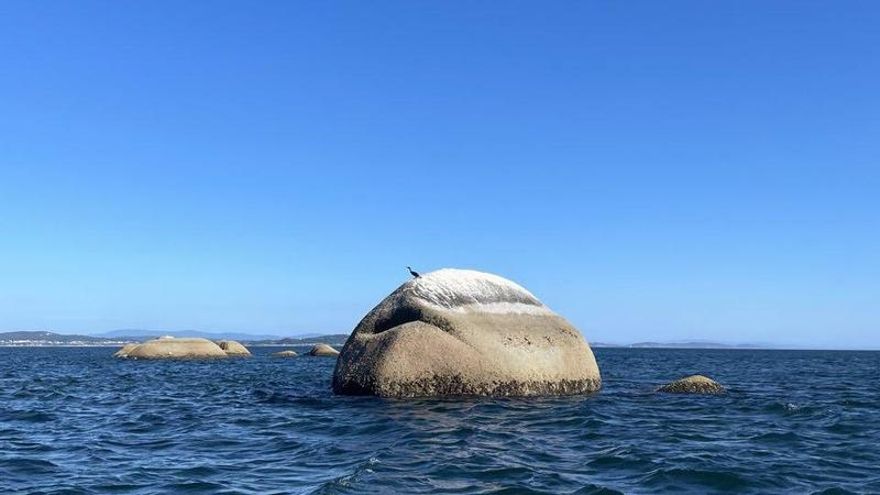 Un proyecto busca soluciones para el cormorán, un ave amenazada por la pesca accidental y alteraciones en zonas de cría