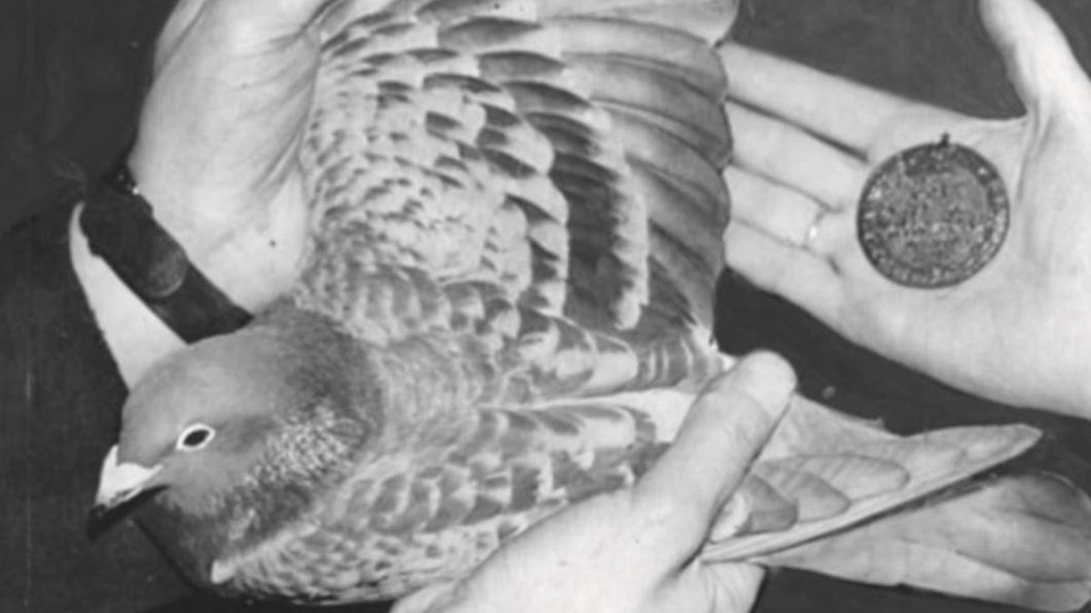 Winkie permitió encontrar a una tripulación tras cruzar casi 200 kilómetros cubierta de aceite