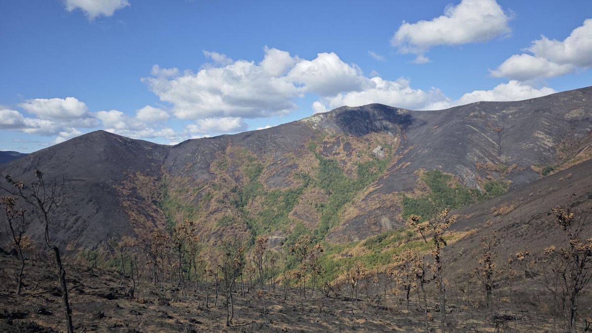 Los incendios ya no se comportan como antes: una investigación de la ULE explica por qué cada verano son más difíciles de apagar