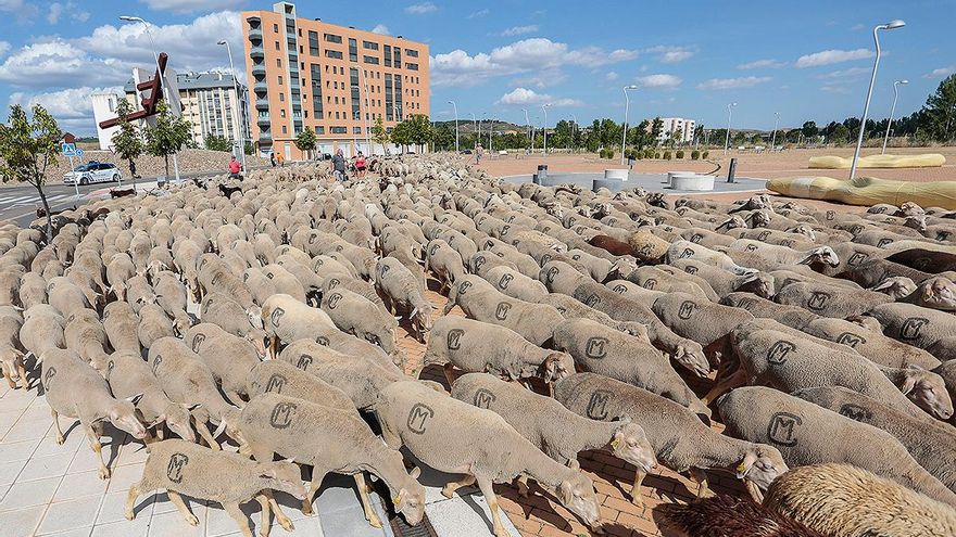 Un rebaño de unas 1.900 ovejas atraviesa León en su recorrido trashumante. / Campillo / ICAL