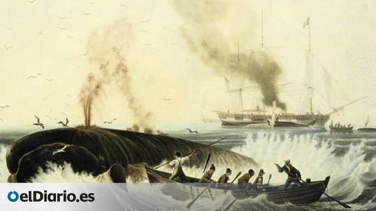 Svalbard Skeletons Reveal the Brutal Physical Toll of Arctic Whale Hunting