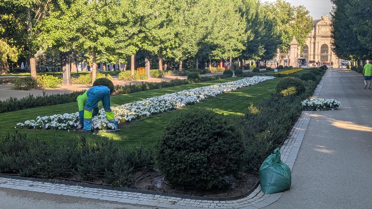 Plantación de las flores en el paseo de México esta semana