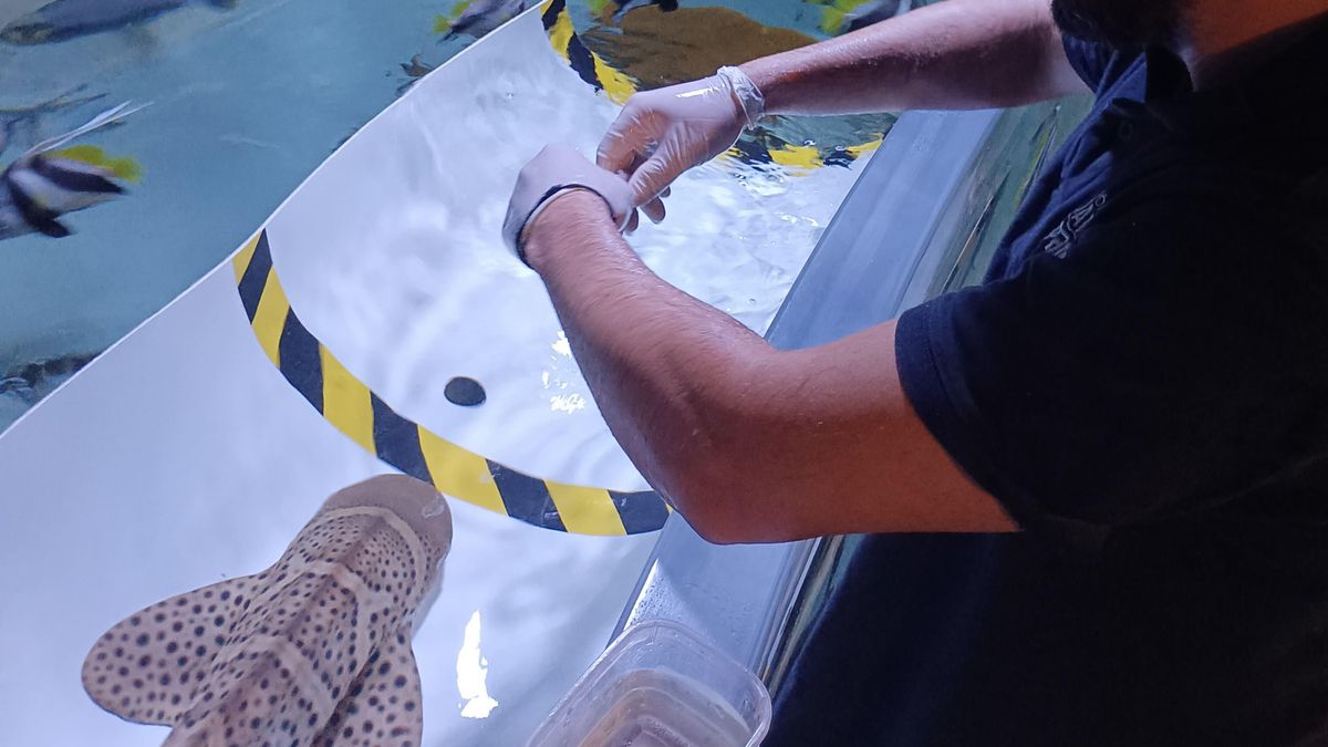 Los cuidadores pueden detectar patrones de comportamiento. 