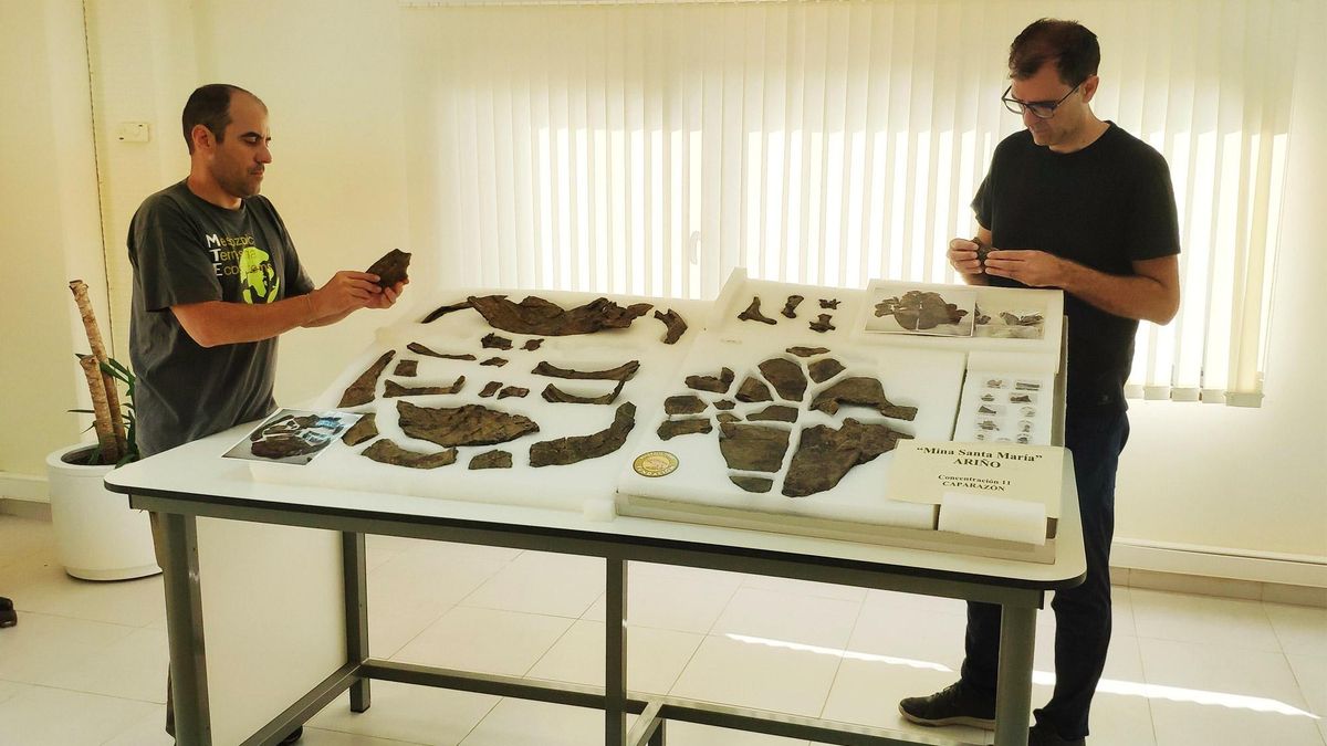 Descubren en Teruel el esqueleto de tortuga más completo del Cretácico en Europa