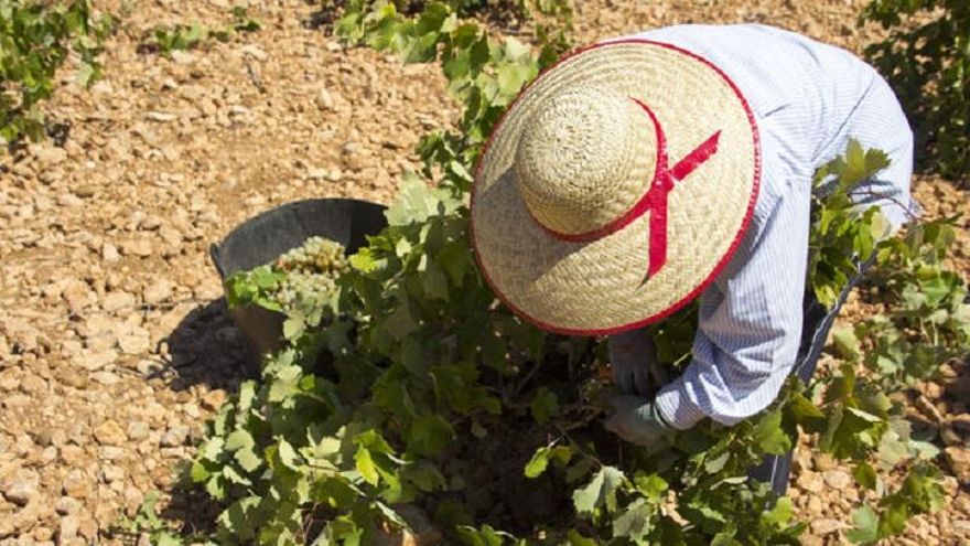 La Interprofesional del Vino estima una cosecha corta y se muestra optimista ante los signos de recuperación del mercado