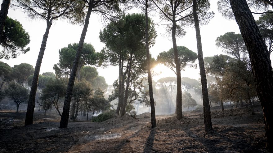 Efectos del incendio forestal de la sierra oeste de Madrid, en la finca La Granjilla, a 26 de julio de 2026