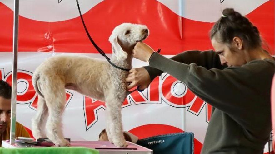 XXVII Exposición Nacional Canina de León. / Peio García / ICAL