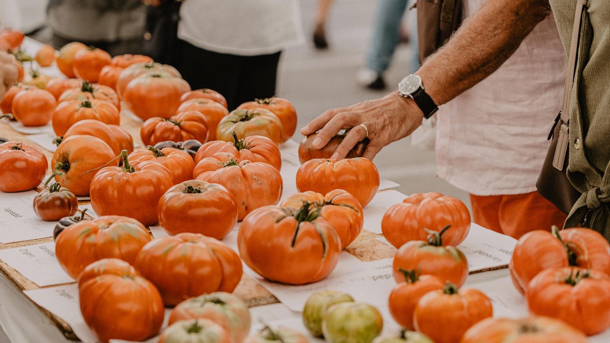 Polanco y el Banco de Semillas de Tomate Antiguo buscan variedades heredadas en las huertas cántabras
