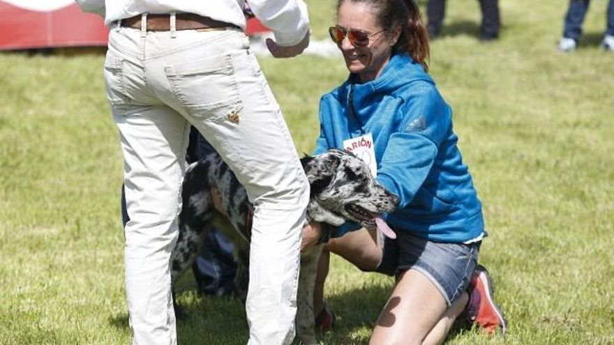 Carlos S. Campillo / ICAL Segunda joranda de la Feria Carea de Cerezales del Condado, con pruebas selectivas de morfología