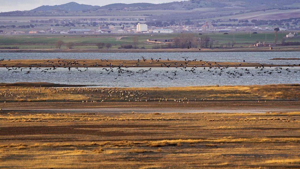 El espectáculo visual y sonoro de la laguna de Aragón reconocida como un gran paraíso ornitológico