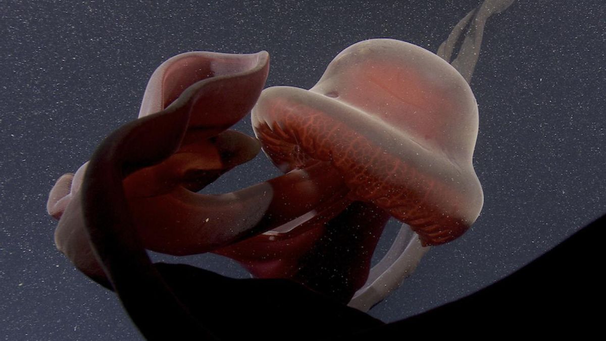 En el fondo del océano habita una medusa colosal que casi nadie ha visto: su cuerpo mide más de un metro y sus brazos superan los diez