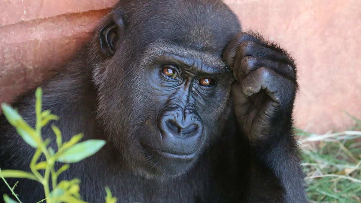 Día Mundial del Chimpancé: ¿por qué se celebra el 14 de julio?