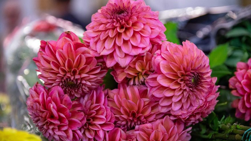 Flores de supermercado