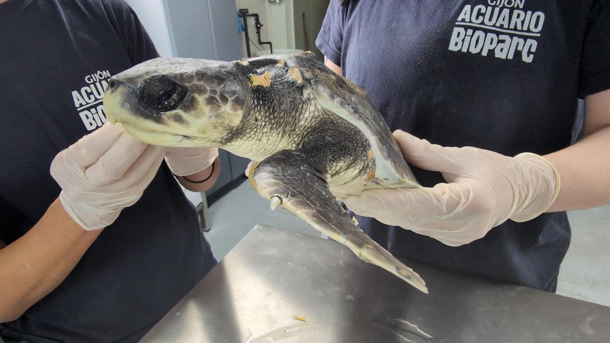 Una tortuga lora, una de las más amenazadas del mundo, se recupera en el Acuario de Gijón tras ser rescatada en El Musel