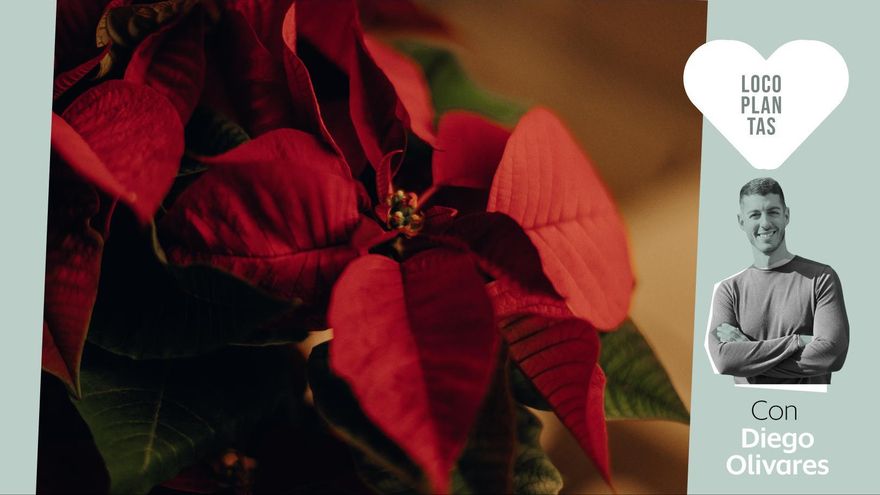 Cómo cuidar ahora tu pascuero para que aguante más allá de Navidad