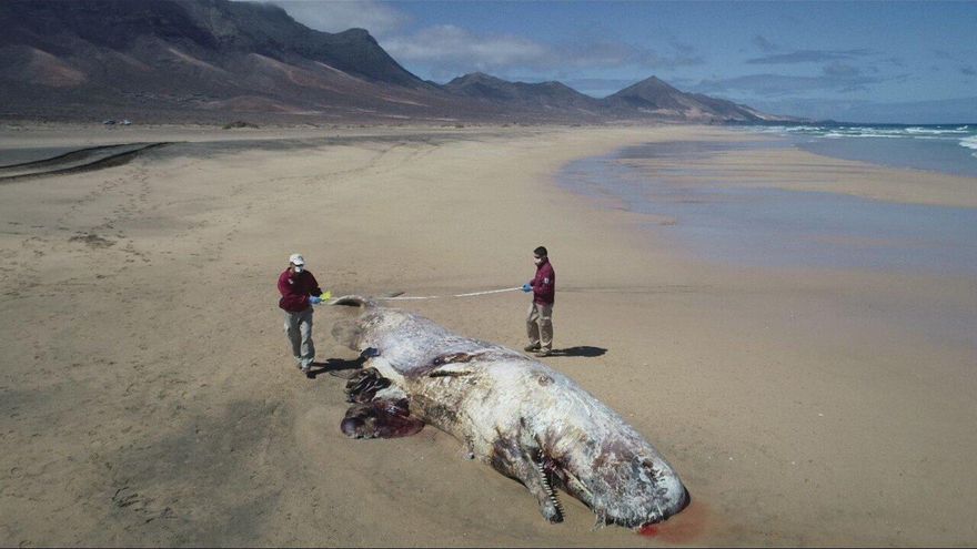 Cachalote en estado de descomposición localizado en Cofete.
