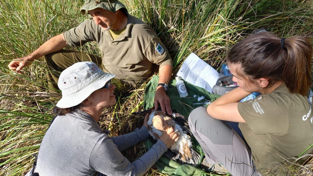 Personal del COFIB participa en una actuación de manejo y seguimiento de fauna silvestre. El organismo ejecuta sobre el terreno buena parte de las labores de control de especies invasoras en Balears
