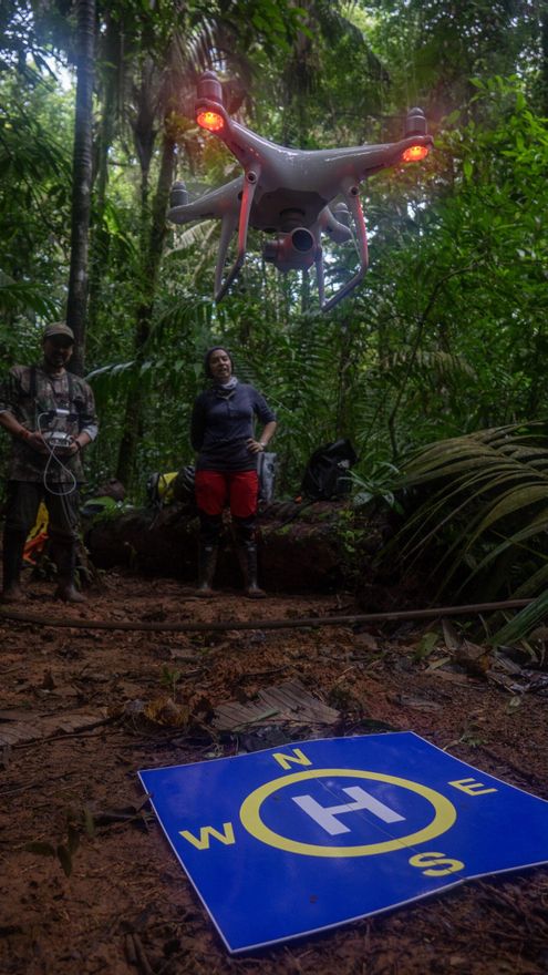 El equipo del Proyecto Grandes Rapaces Colombia (PGRC) levanta su dron en el Chocó colombiano para revisar un nido de águila a más de 40 metros de altura. Foto: cortesía Mateo Giraldo Amaya