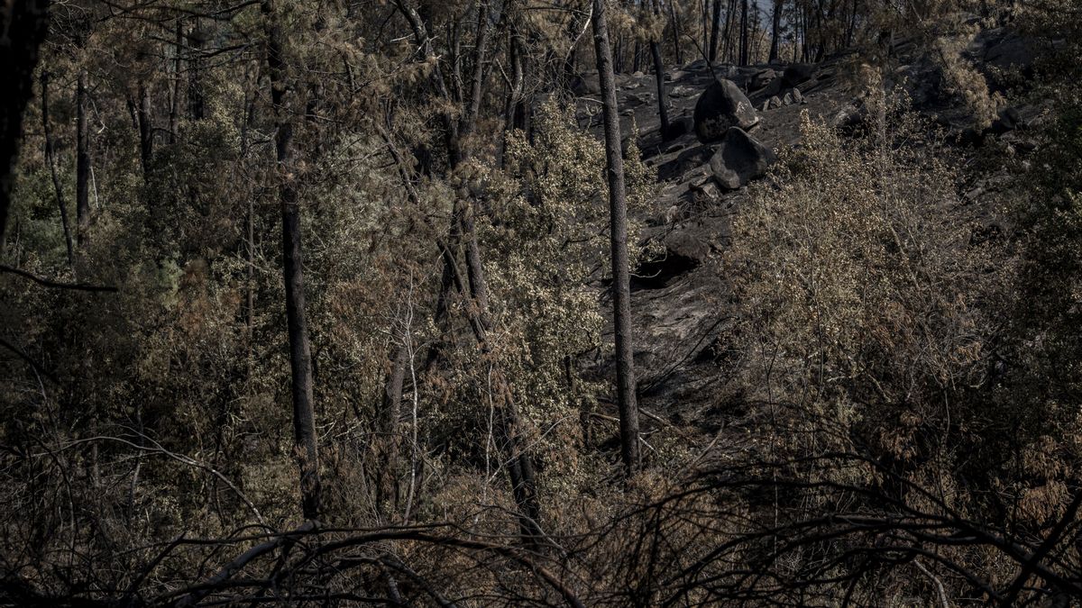 Las llamas han arrasado aldeas, explotaciones agrícolas y ganaderas este verano. EFE/Brais Lorenzo