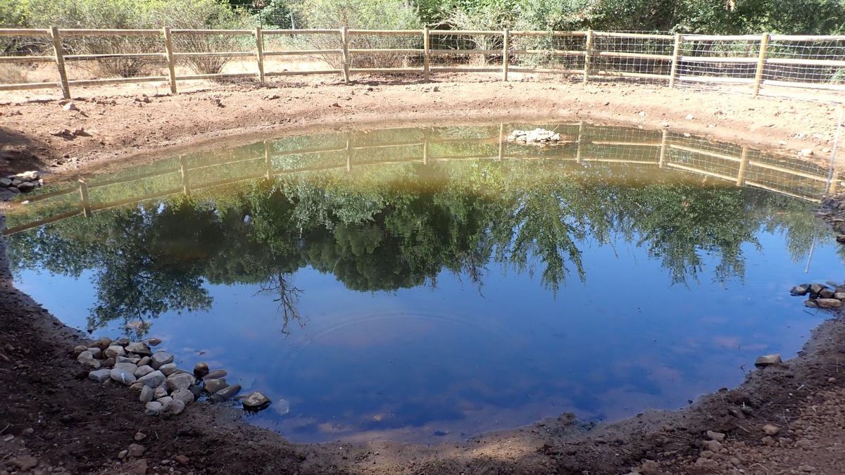 La recuperación de charcas en el Bejarano que busca proteger a los anfibios y su hábitat