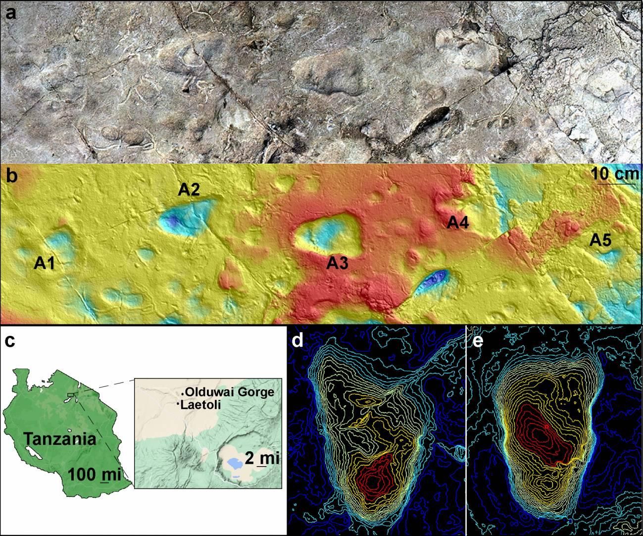 El yacimiento A de Laetoli visto mediante fotogrametría que muestra cinco huellas de homínidos (a) mapa de contorno del yacimiento, generado a partir de un escaneo de superficie en 3D (b) mapa que muestra Laetoli, que se encuentra dentro del Ngorongoro en el norte de Tanzania (c) mapas topográficos de la huella A2 (d) y la huella A3. / Imágenes (a) y (b) de Austin C. Hill y Catherine Miller. Imagen (c): Ilustración utilizando GoogleMaps por Ellison McNutt. Imágenes (d) y (e) de Stephen Gaughan y James Adams