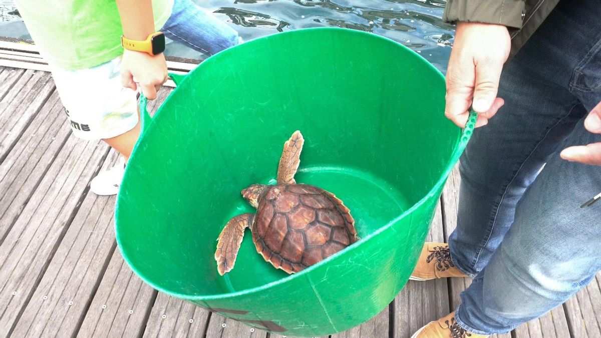 Una de las tortugas bobas una vez recuperada tras someterse al tratamiento.