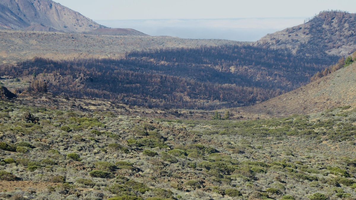 Vista panorámica de la franja del Portillo, Montaña Alta y el Cabezón, el área con más impacto del fuego en la zona alta de Los Realejos, de pinar y vegetación de cumbre.