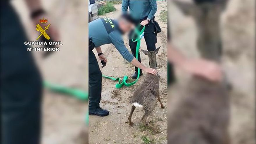 La Guardia Civil rescata a un corzo de un canal de agua en la localidad toledana de Villarrubia de Santiago