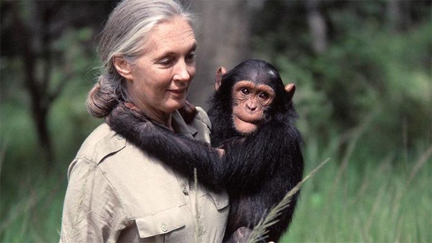 Quién es Jane Goodall: la mujer que dedicó su vida a los chimpancés
