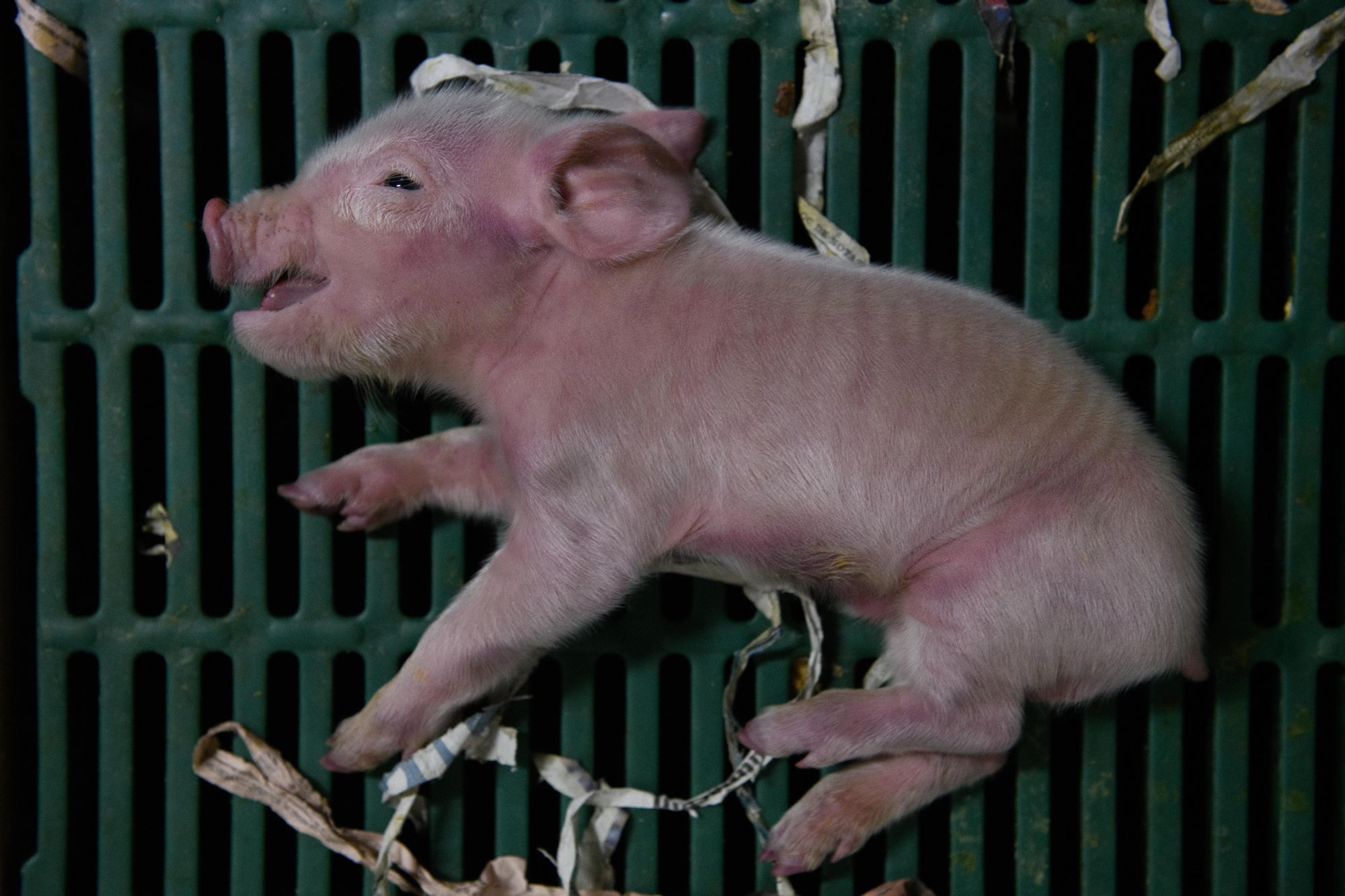 Lechón moribundo que apenas puede respirar. Granja porcina Aragón 2025