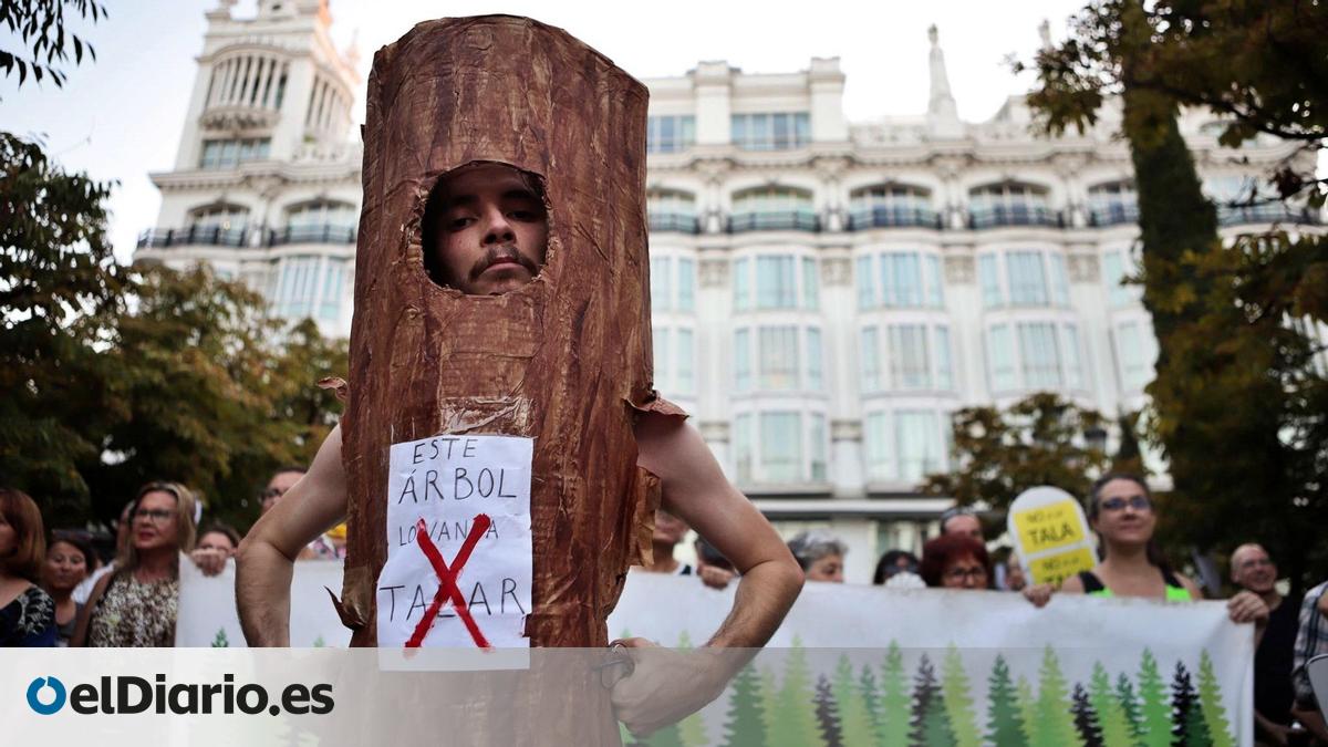 Nueva protesta por las inminentes talas en la plaza de Santa Ana, que ...