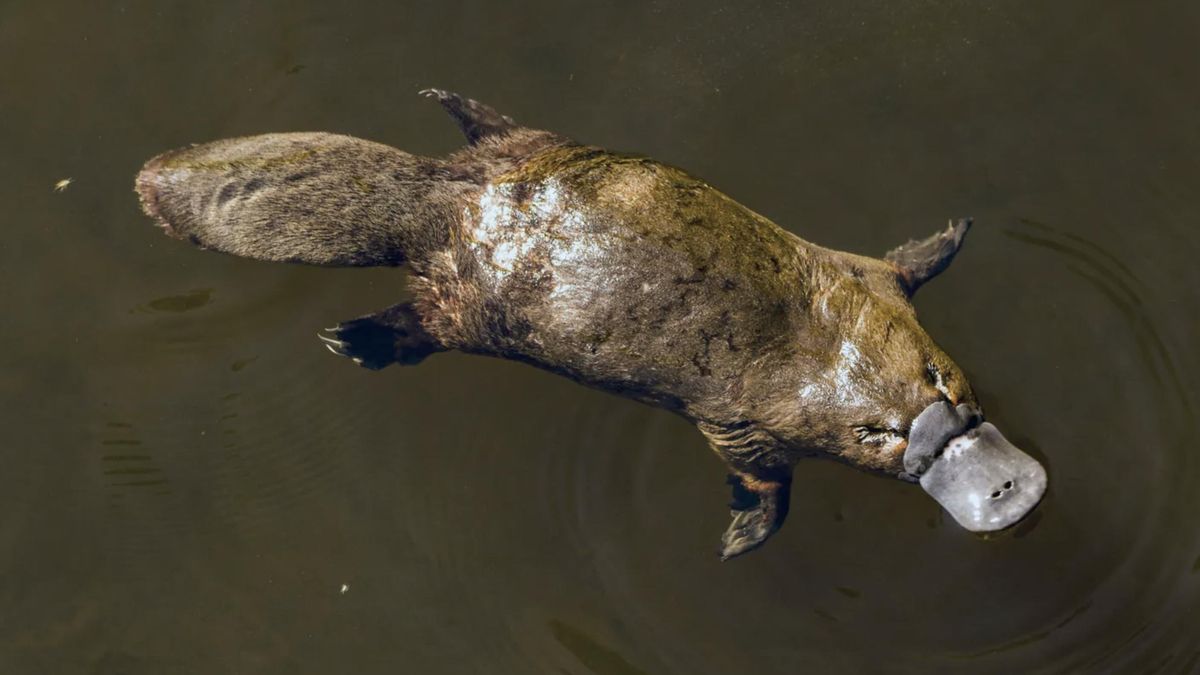 Los datos apuntan a tonos oscuros habituales, pero no explican la estructura observada