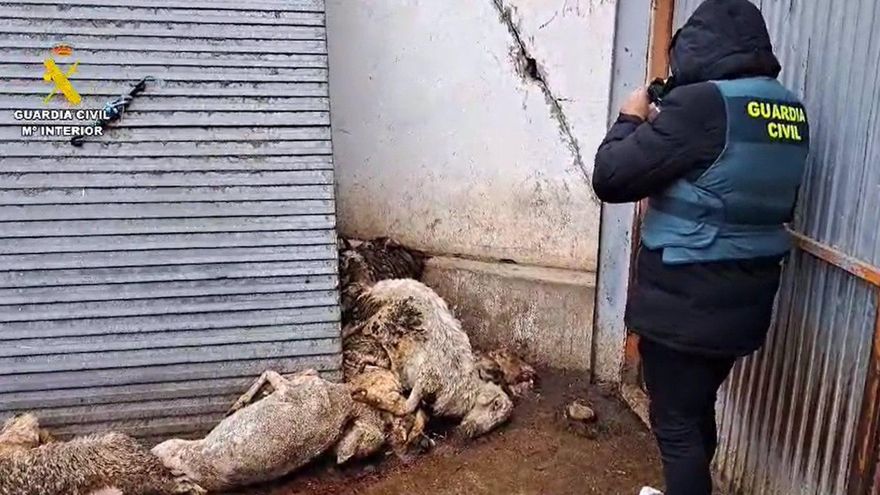 Investigado un ganadero de Valladolid por tener animales abandonados y un empleado extranjero sin contrato